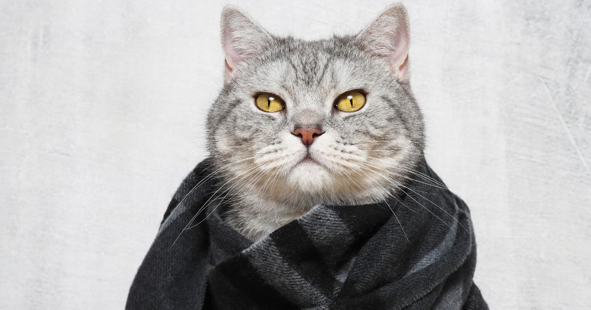 Así puede proteger a su gato del frío bogotano en la temporada decembrina