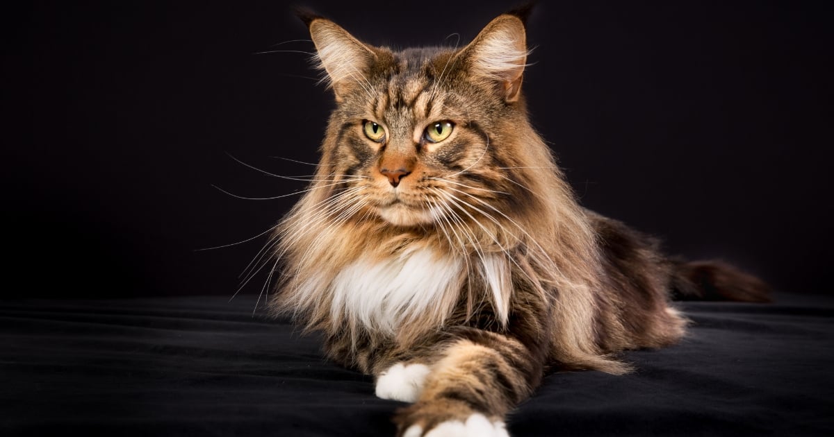 Las 3 razas de gato más fáciles de criar: son muy finos