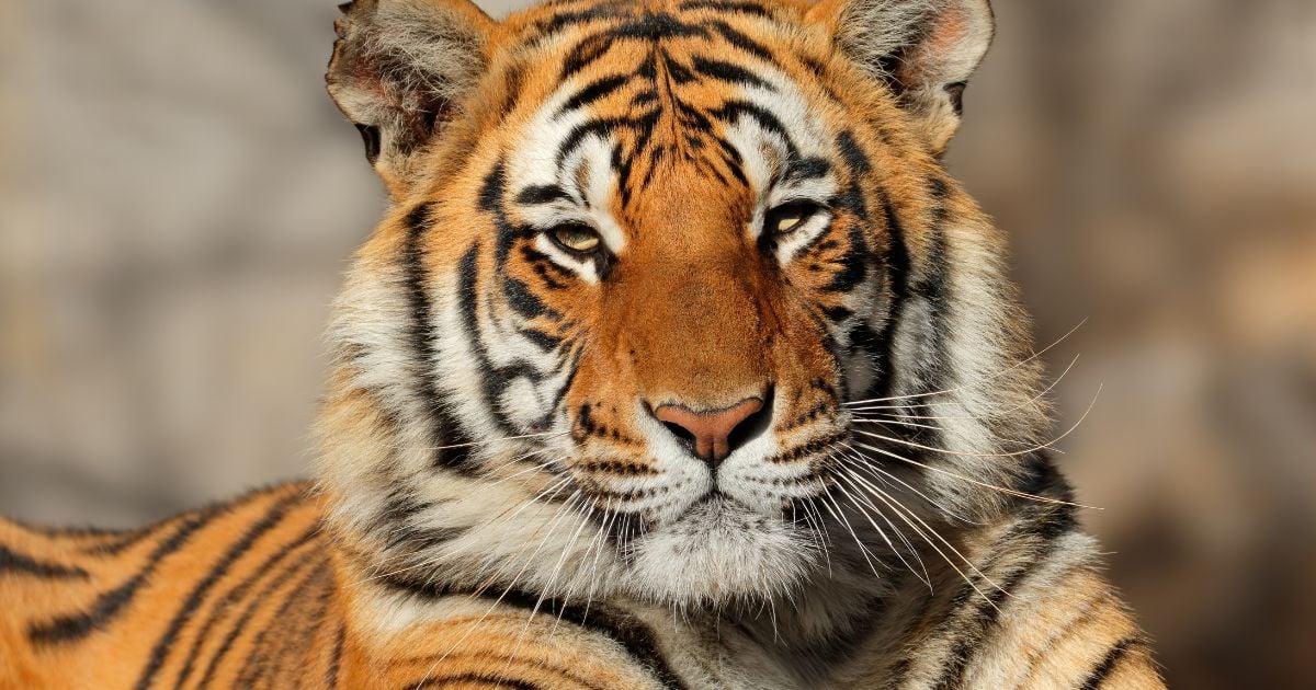 Colombia, país de tigres. Aquí necesitamos leones