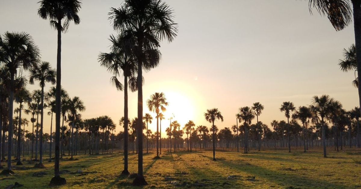 ¡Pilas! Los morichales en los llanos están en peligro