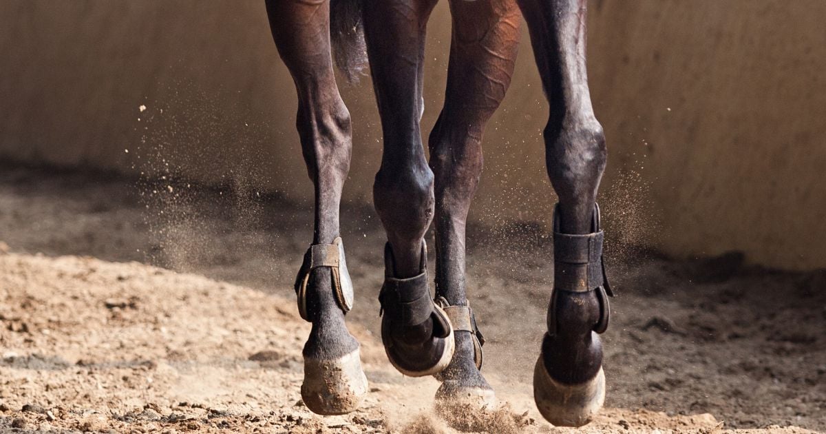 Cabalga a toda prisa el neoclientelismo de la 