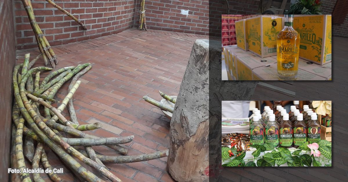 La caña gorobeta, con la que se hacen el Aguardiente Amarillo y el Viche