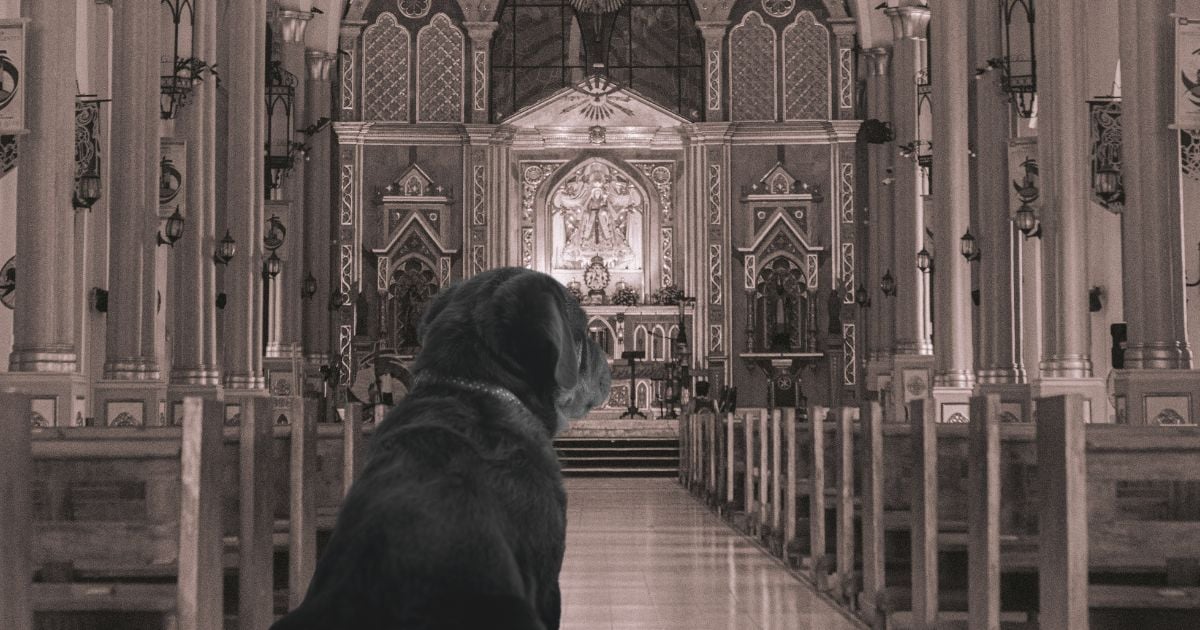 El día mundial de bendecir a los animales existe ¿cuándo y cómo se celebra?