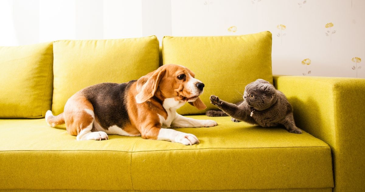 ¿Qué animales son más inteligentes los gatos o los perros? esta es la verdad