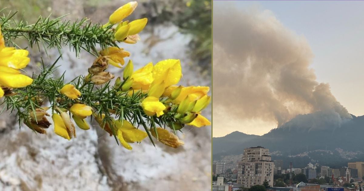 Este es el árbol que tiene en llamas a los cerros de Bogotá y hace más difícil apagar el fuego