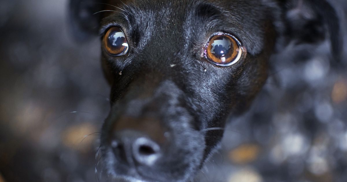 Tres cosas que aterran a los perros y que sus dueños hacen muy seguido