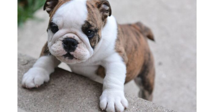 cosas que asustan a los perros