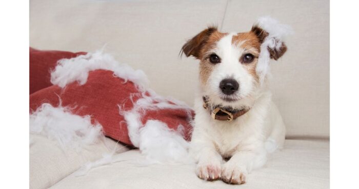 cosas que asustan a los perros