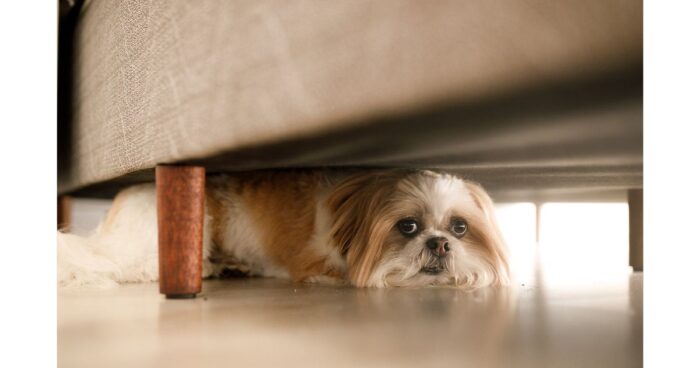 cosas que asustan a los perros