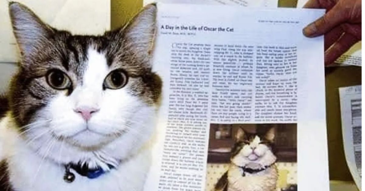 La historia del gato que predijo más de 100 muertes en un sanatorio