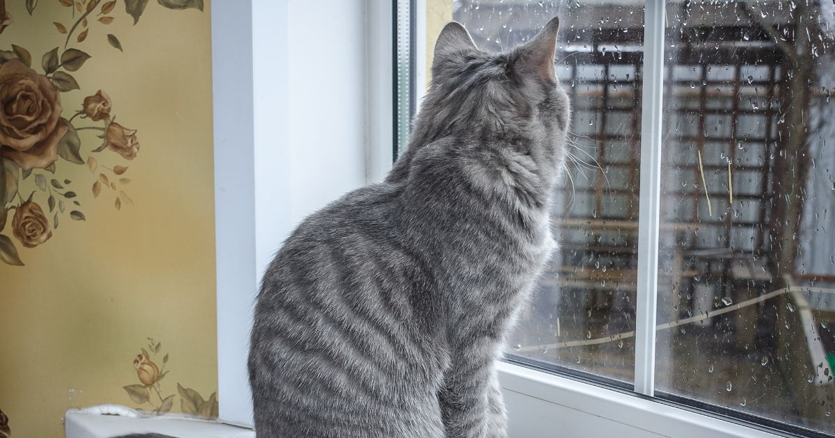 Lo que debe saber para que su casa sea un paraíso para los gatos