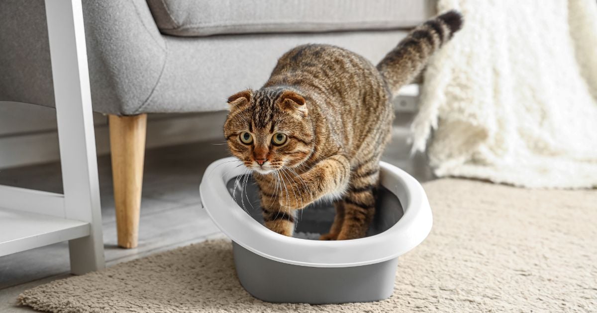 Este es el lugar ideal para poner el arenero de su gato en casa 