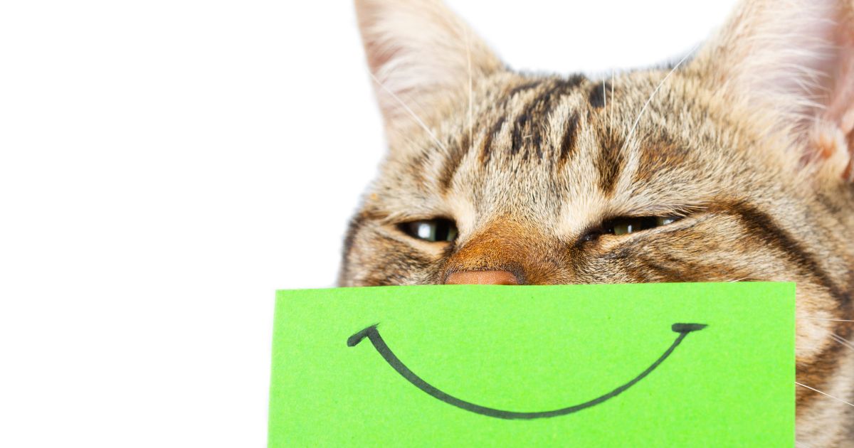 Estas son los 5 señales para saber si un gato está feliz o triste
