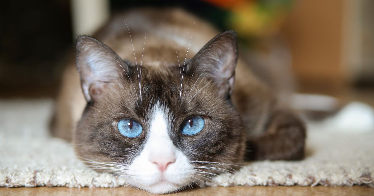 Los areneros automáticos que le evitan recoger el popo de su gato ¿Cuanto cuestan y dónde se consiguen?