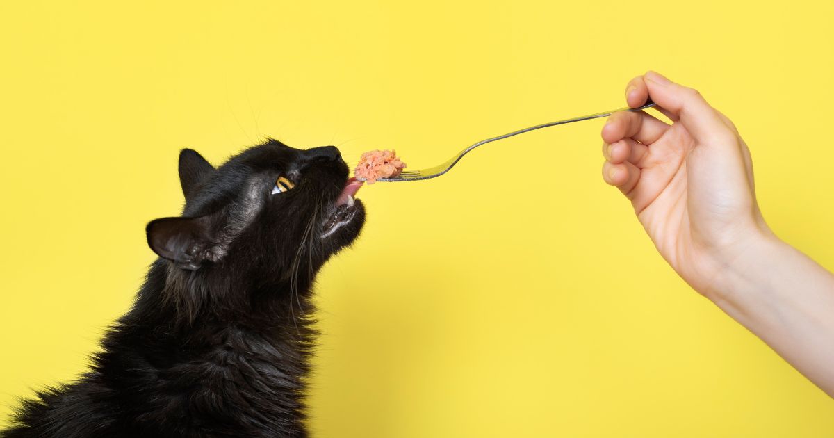 Estos son los 3 alimentos que hacen muy felices a los gatos