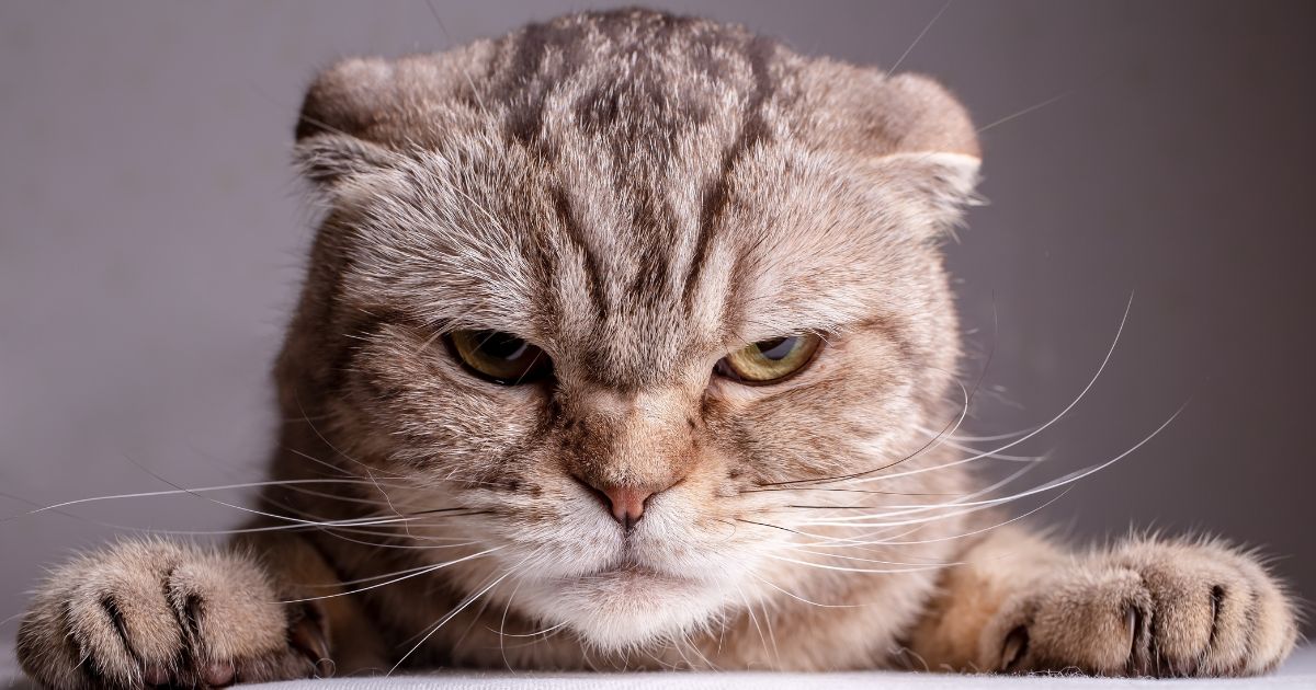 Esta es la razón por la que los gatos no soportan a algunas personas