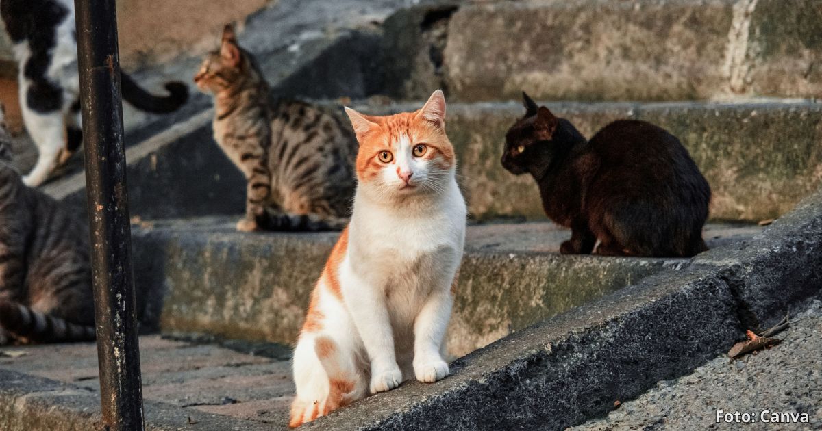 Estas son las razones por las que sus gatos nunca deben salir de la casa; es grave