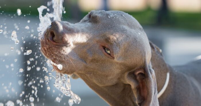 golpe de calor en mascotas
