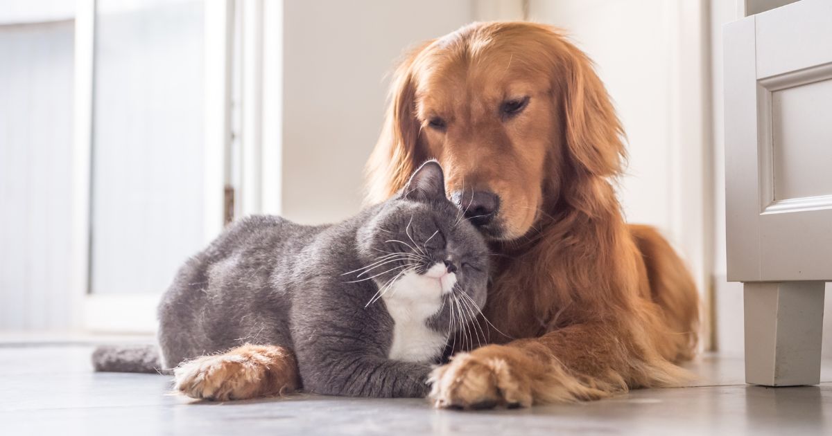 Cómo debe limpiar su casa para que no tenga el famoso ‘olor a perro’
