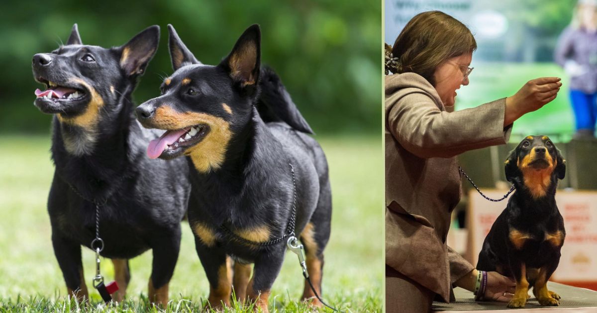 Cómo identificar la nueva raza de perro que reconoció el American Kennel Club