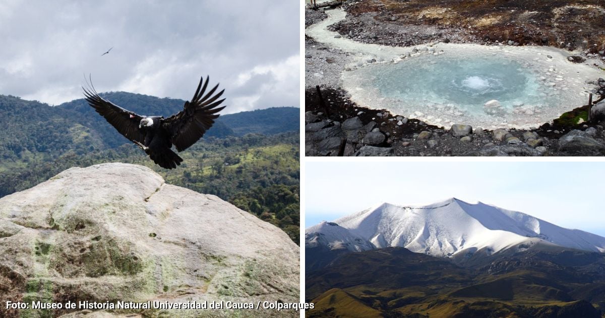 El mejor lugar de Colombia para conocer al Cóndor de los Andes ¿Cuánto le vale ir?