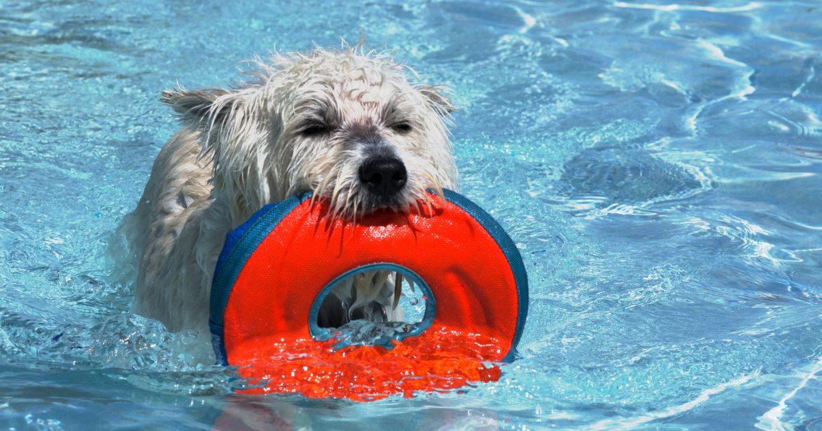 ¿Quiere meter a su perro a la piscina? Estas son las precauciones que debe tener