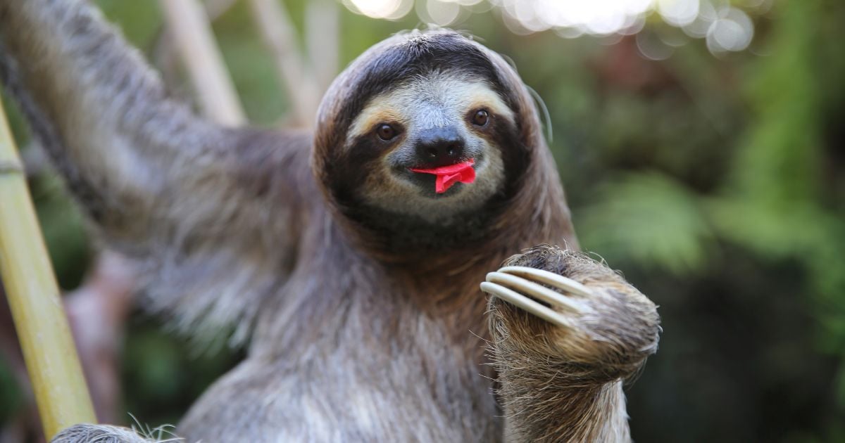 Animales y plantas únicos: la excepcional riqueza biológica de la isla Gorgona que queda a su suerte