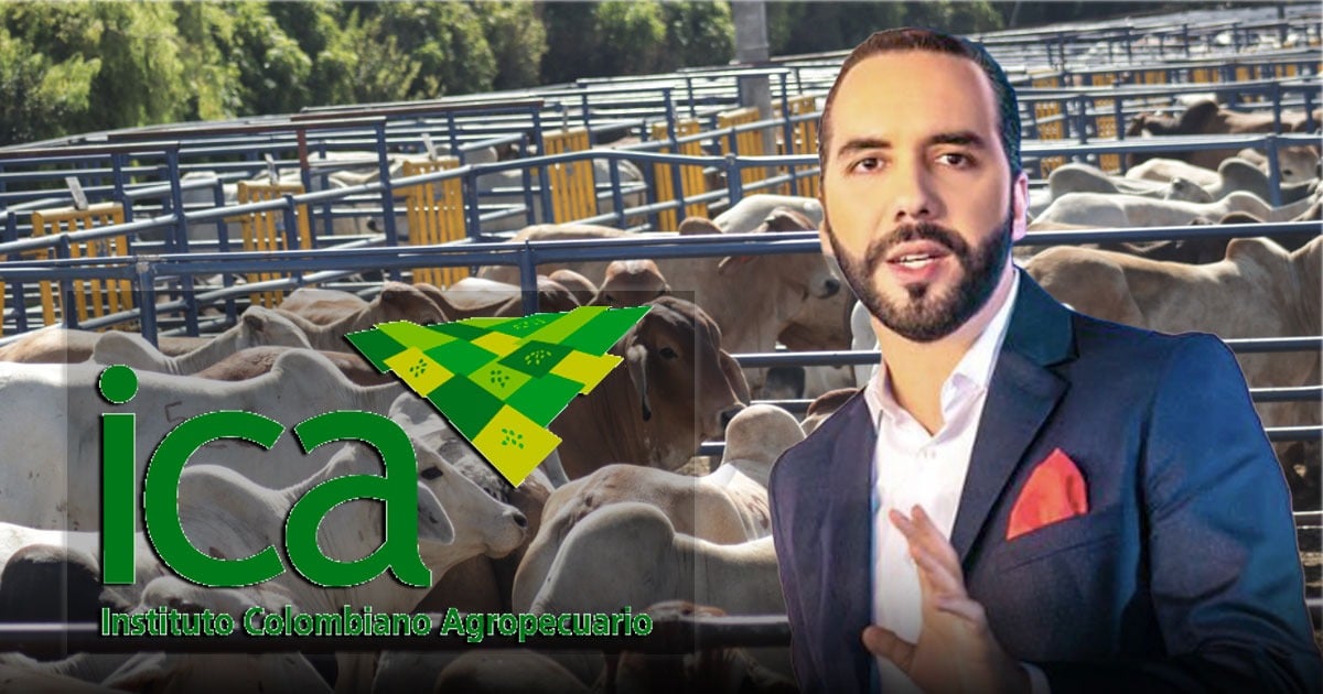 El Salvador de Bukele listo a recibir carne de res colombiana