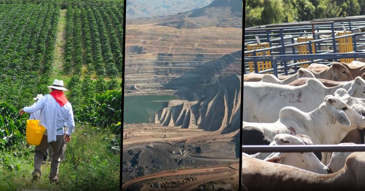 Café, carbón y ganado: lo que llevó a Antioquia, La Guajira y Cesar a mandar en exportaciones