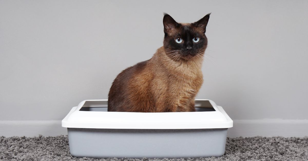 Esto es lo que debe hacer para quitar el mal olor del arenero de su gato