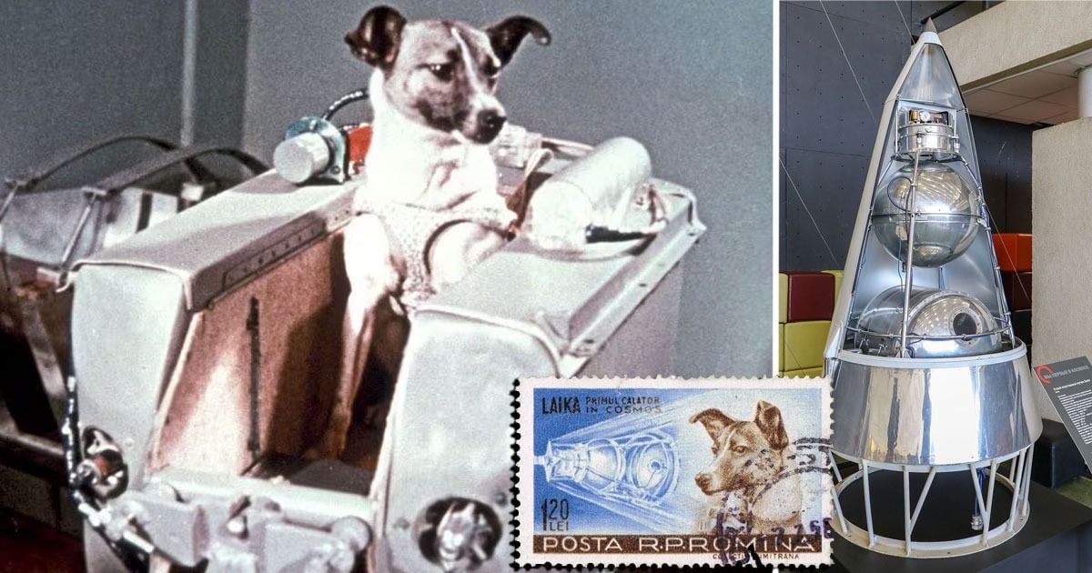 La triste historia de la perrita rusa Laika, el primer ser vivo que mandaron al espacio