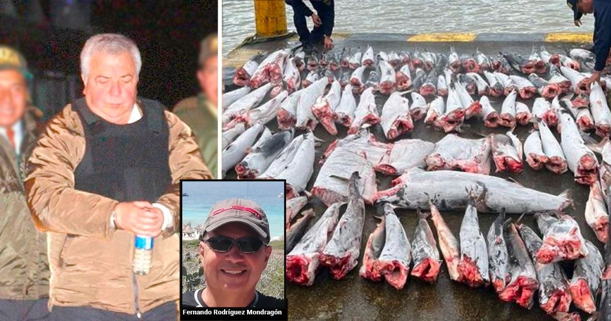 El hijo del narco Rodríguez Orejuela que estaba detrás del comercio de aletas de tiburón a China