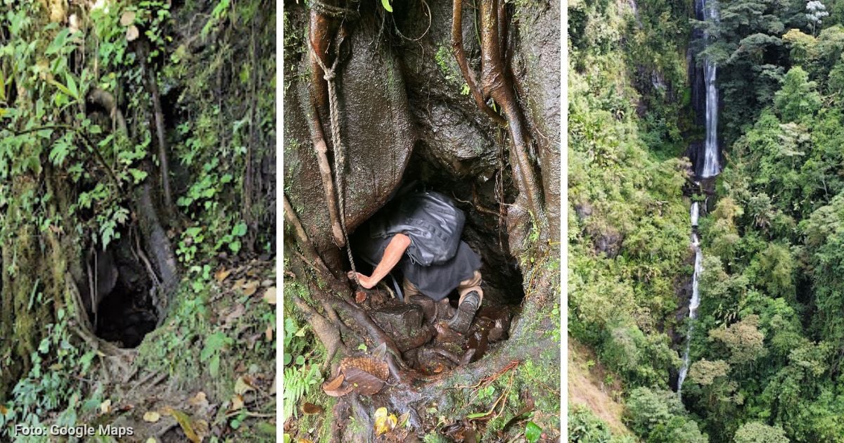 Dónde está y cuánto cuesta visitarla la cascada que está escondida en el tronco de un árbol