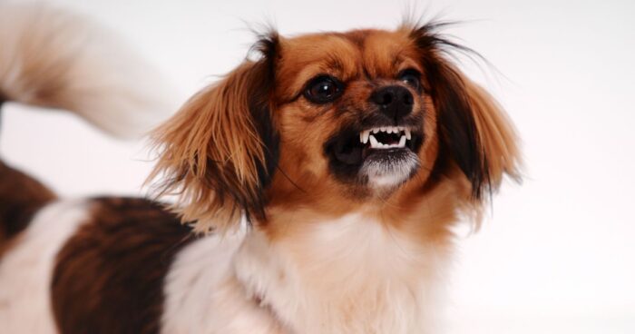 cómo educar un perro