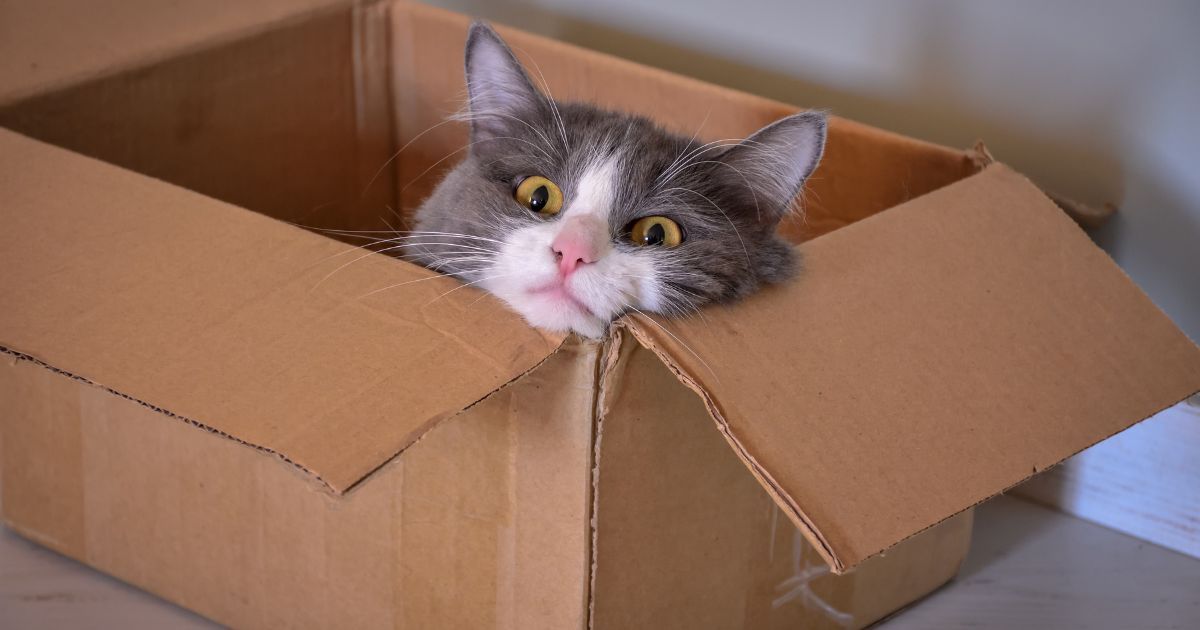¿Por qué los gatos adoran las cajas? Esta es la verdadera razón