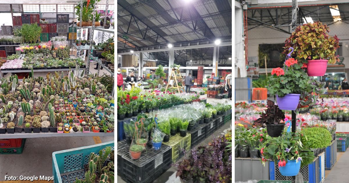 El lugar en el que puede encontrar de todo tipo de plantas a bajos precios; es un vivero gigante