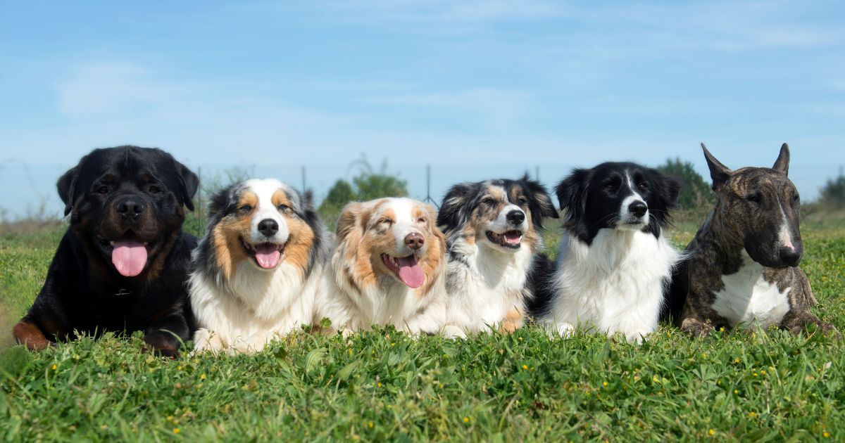 Esta es la raza de perro más grande del mundo; hasta ganó un récord Guinness