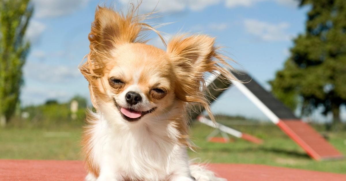 Las 6 razas de perros ideales para el apoyo emocional; son 