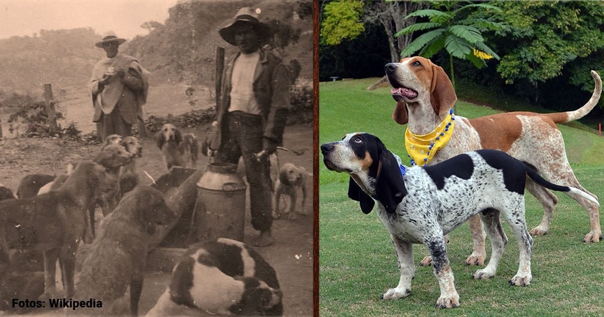 Sabueso fino colombiano, la única raza de perro del país que existe desde hace dos siglos