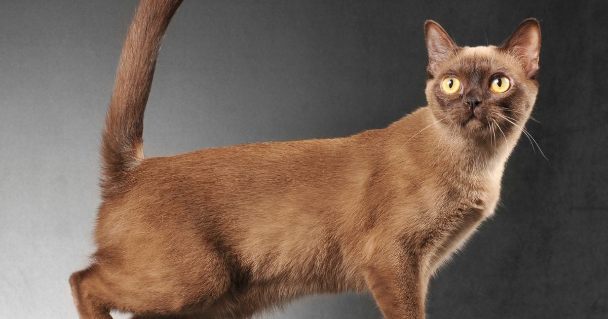 Estas son las razas de gato más sobreprotectoras; lo cuidan como si fuesen perros