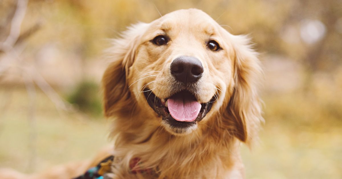 Cuánto valen las razas de perro más hermosas del mundo según la IA