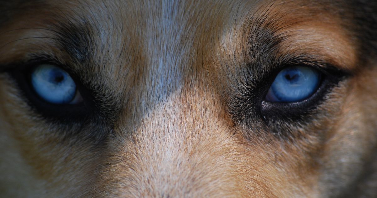 'Ojos de perro azul': muchos recuerdan el cuento, pero pocos saben de la existencia de la canción