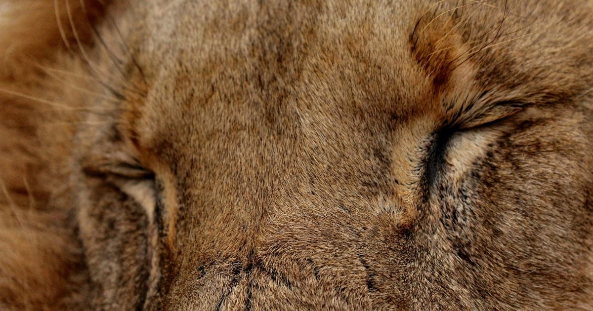 El gigante dormido: el problema del poder constituyente y la legalidad