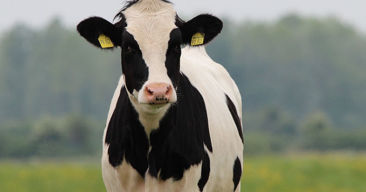 Antioquia sigue con la vaca: ¿Petro le tiene miedo a la verraquera paisa?