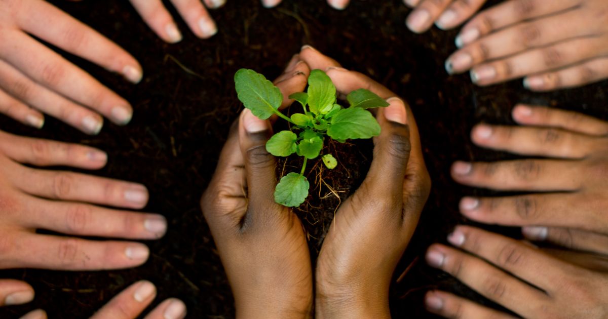 Sobre el saqueo de los bosques tropicales...