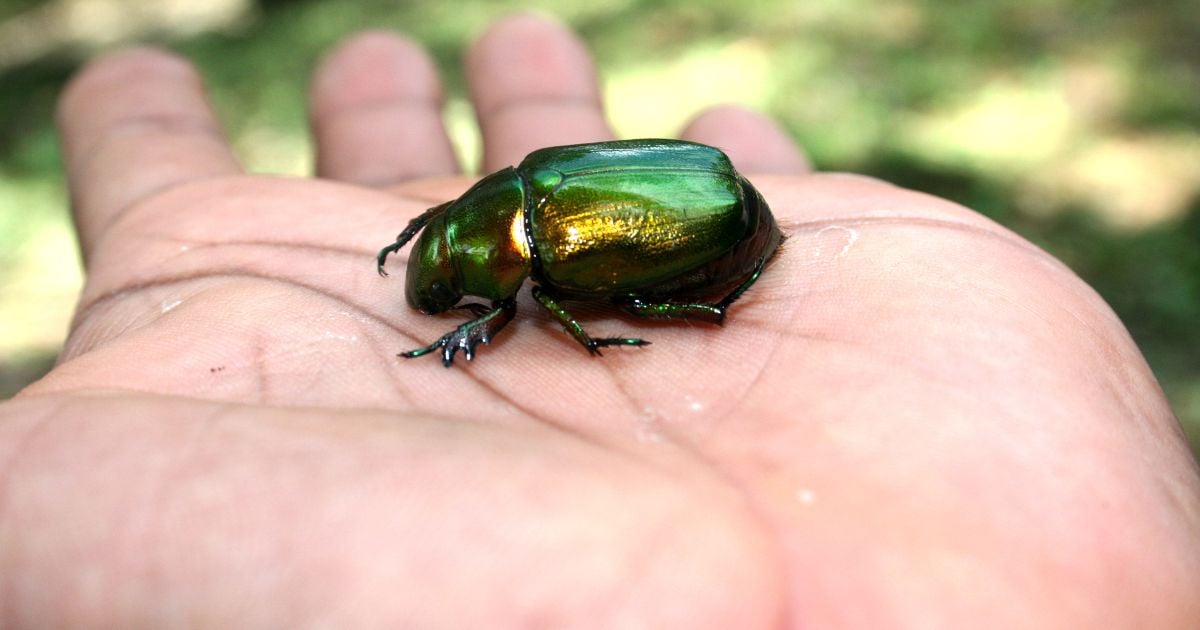 Escarabajo fue redescubierto en Colombia después de 111 años