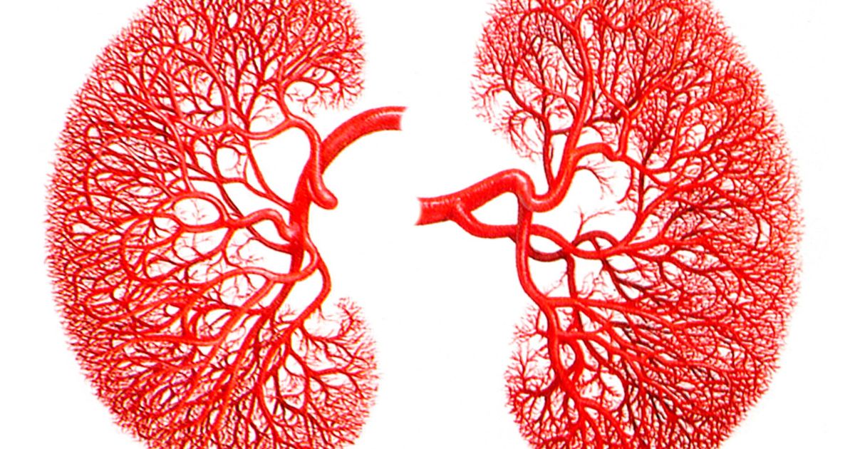 En el mes del riñón, cuide los suyos: consejos esenciales para una vida renal saludable