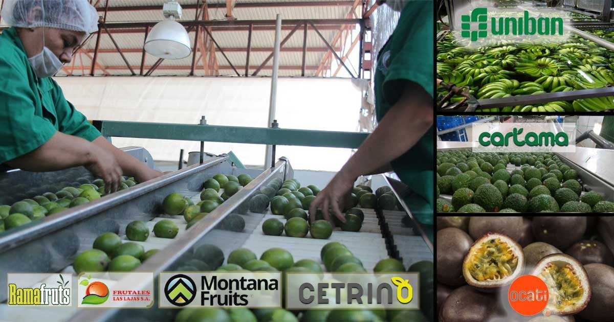 Los 4 cultivadores de limón Tahití en Colombia que lo quieren llevar a China