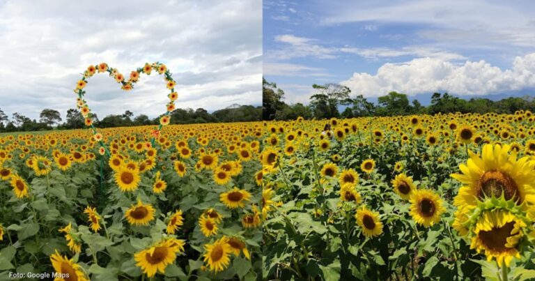  - El gigantesco campo de girasoles que puede conocer a 4 horas de Bogotá por 25 mil pesos