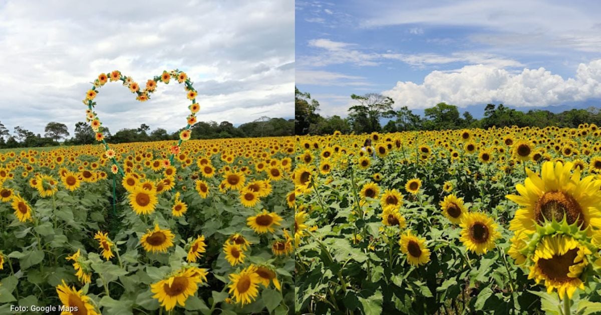 El gigantesco campo de girasoles que puede conocer a 4 horas de Bogotá por 25 mil pesos